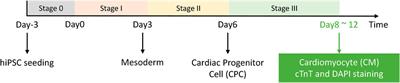 CIEGAN: A Deep Learning Tool for Cell Image Enhancement